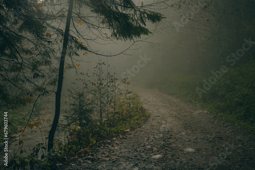 morning in the forest, misty weather