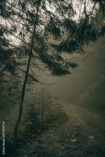 morning in the forest, mist and fog weather, mystic mood