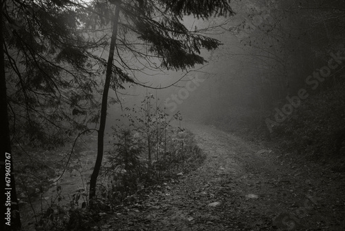 tree in the fog, forest monochrome, grey mood, autumn trees