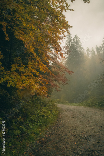 morning in the forest, autumn trees, misty and foggy nature 