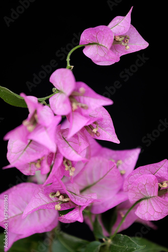 Bougainville flower branch  pink  isolated  with black background  close-up.
