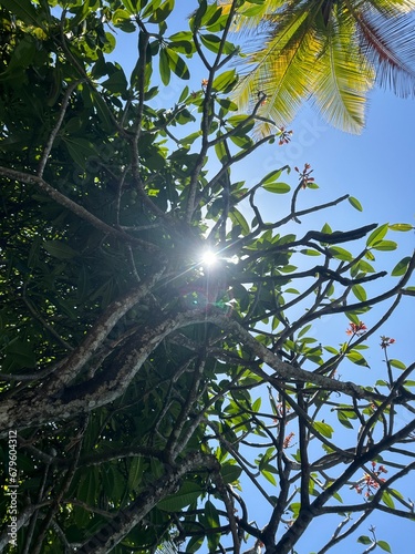 sun beams through the trees