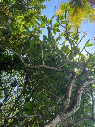 tree branches