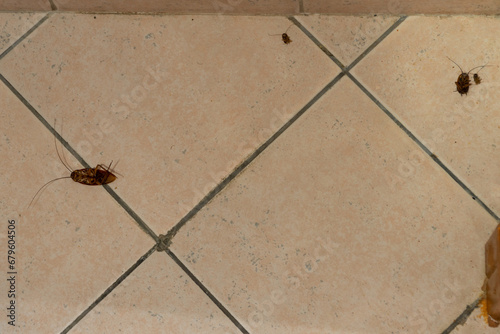Dead cockroaches on the bathroom floor killed using a pesticide