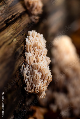 Cluster of Crown coral or crown-tipped coral fungus (Artomyces pyxidatus) is a branched white beige mushroom growing on rotten wood. Macro close up in a forest in Sauerland Germany in autumn season.