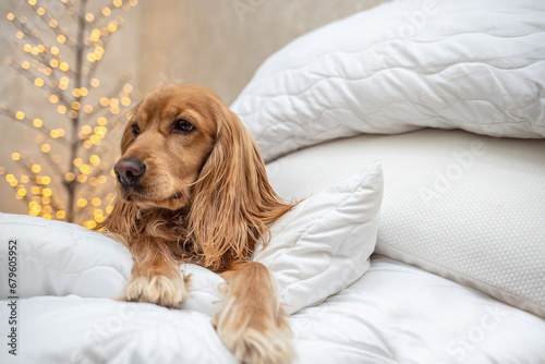 Photography The beagle dogs head is in a stack of blankets and pillows with Christmas pictures