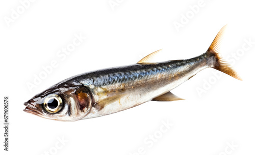 Fresh sardine isolated on white background, clipping path included.