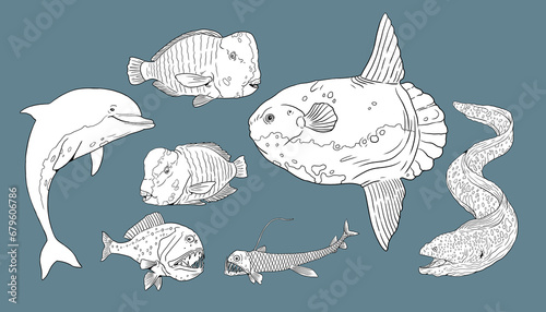 Set with fisch templates for coloring: humphead parrotfish, moray eel, sunfish, dolphin and frogfish. Hand drawn illustration. photo