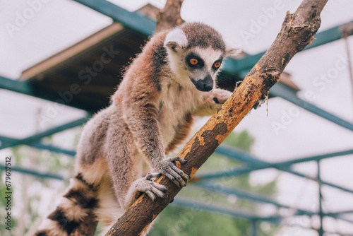ring-tailed lemur (lemur catta)