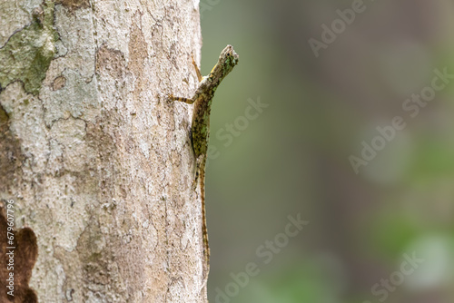 Draco dussumieri, also known commonly as the Indian flying lizard, the southern flying lizard, and the Western Ghats flying lizard