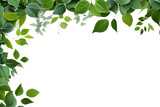 Collection Natural Fresh Leaves Border On Transparent Background