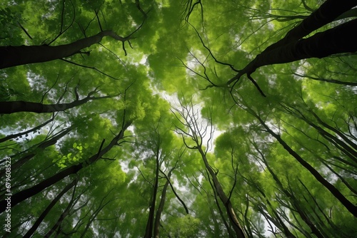 low-angle shot of towering trees with sprawling canopy