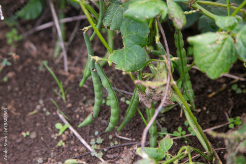 Green beans in a garden on Sado Island in Niigata, Japan.