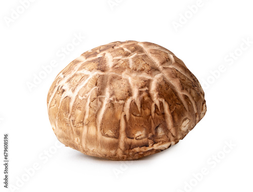 Single fresh shiitake mushroom isolated on white background with clipping path. Japanese and Chinese herb