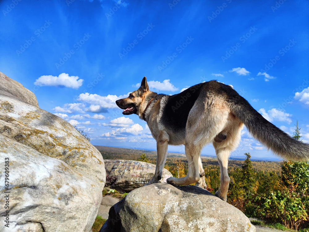 Dog German Shepherd in mountain on big grey stone and blue sky with white clouds. Russian eastern European dog veo in nature landscape