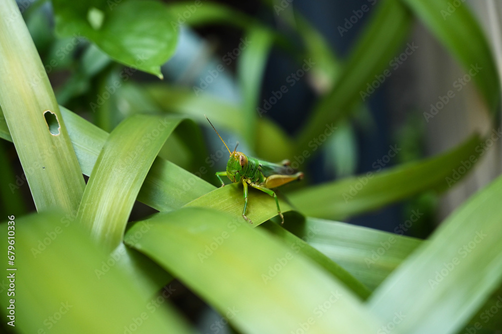 Fototapeta premium Grasshopper in the grass bush
