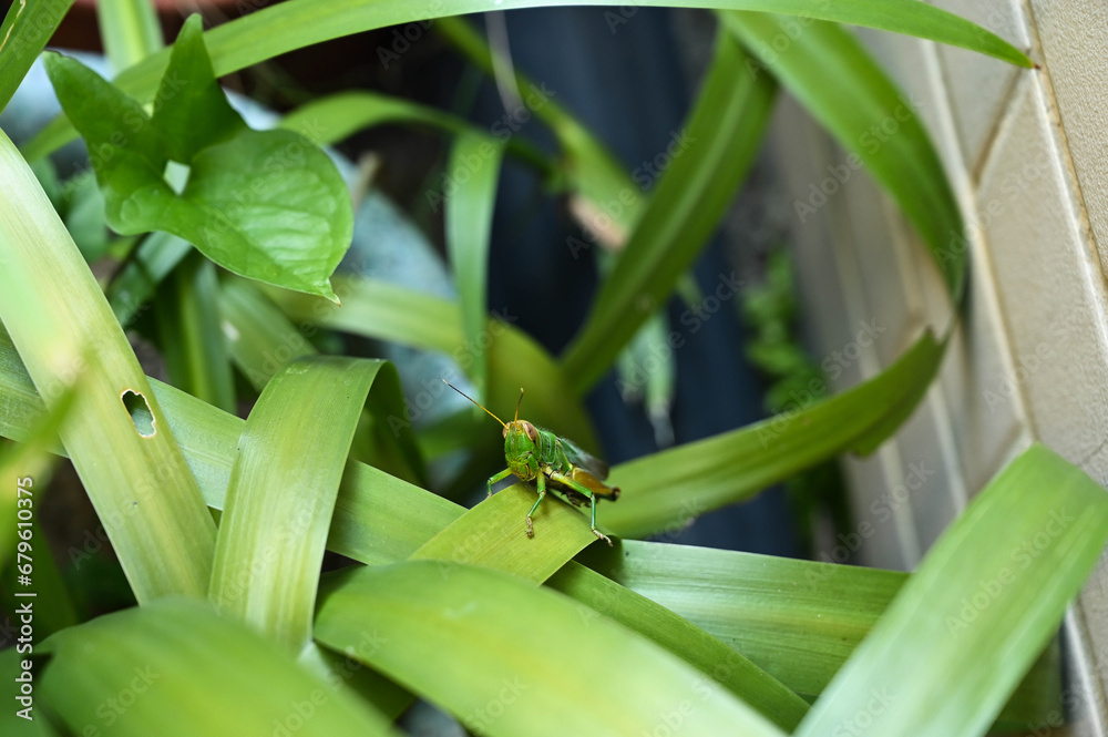 Grasshopper in the grass bush Grasshopper in the grass bush