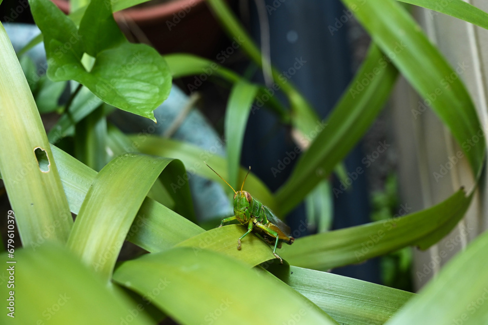 Fototapeta premium Grasshopper in the grass bush