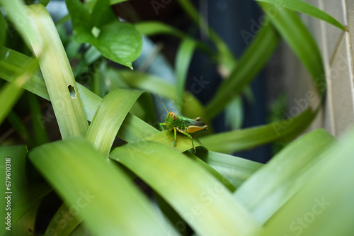 Grasshopper in the grass bush © LIU YU SHAN