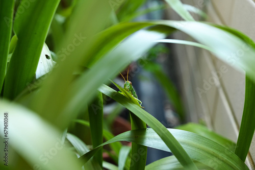 Grasshopper in the grass bush