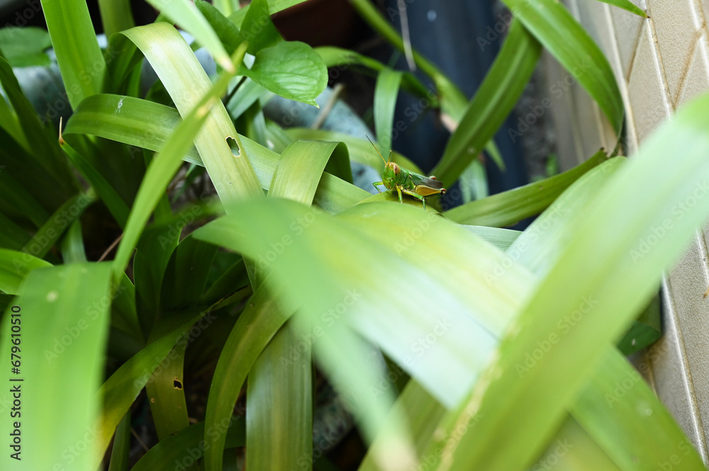 Fototapeta premium Grasshopper in the grass bush