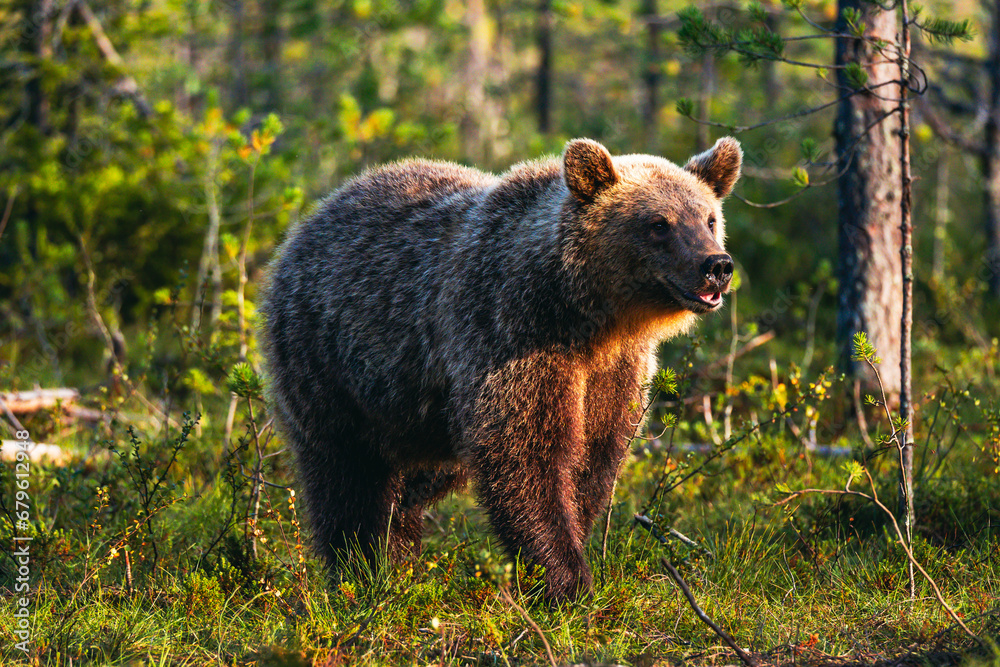 Fototapeta premium brown bear in the woods
