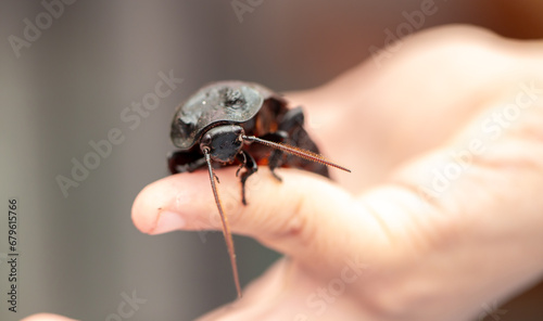 Madagascar Hissing Cockroach. A cockroach sits on a man's hand close-up. Exotic pet, tropical insect.