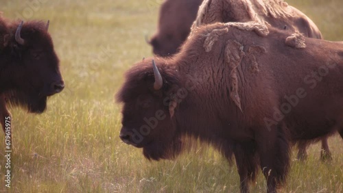 Bisons herd grazing on the meadow in Waterton Lakes National Park, Canada.  photo