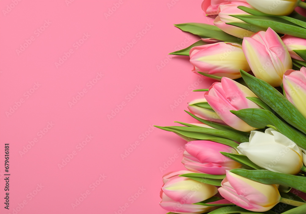Beautiful tulips lay on pink background Beautiful tulips lay on pink background