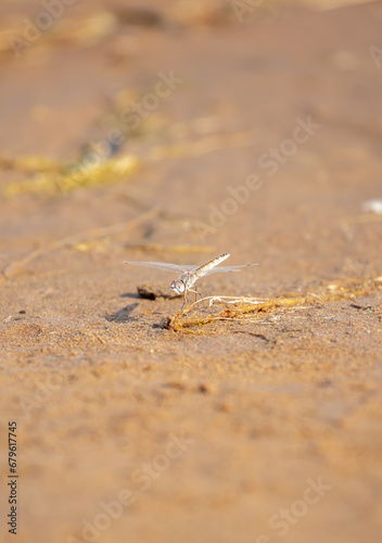 A dragonfly sits on the sand by the river. Beautiful nature scene with dragonfly outdoors, wildlife.