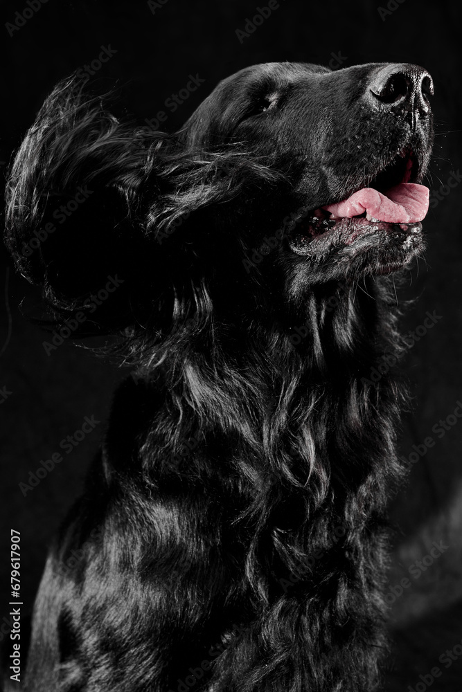 Portrait of black flat-coated retriever isolated on dark gray studio background, purebred dog