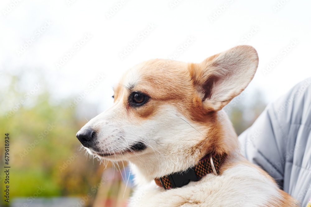 Pembroke Welsh Corgi on a walk. Portrait of a dog in the autumn park Pembroke Welsh Corgi on a walk. Portrait of a dog in the autumn park