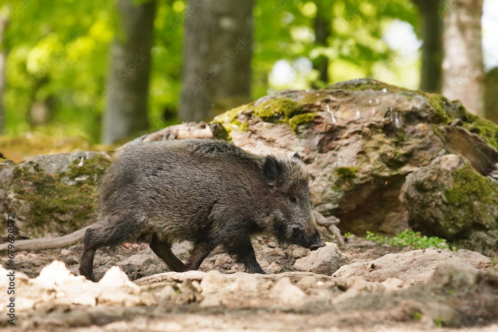 Sus scrofa. Beautiful portrait of a wild boar in the nature habitat. Sus scrofa. Beautiful portrait of a wild boar in the nature habitat.