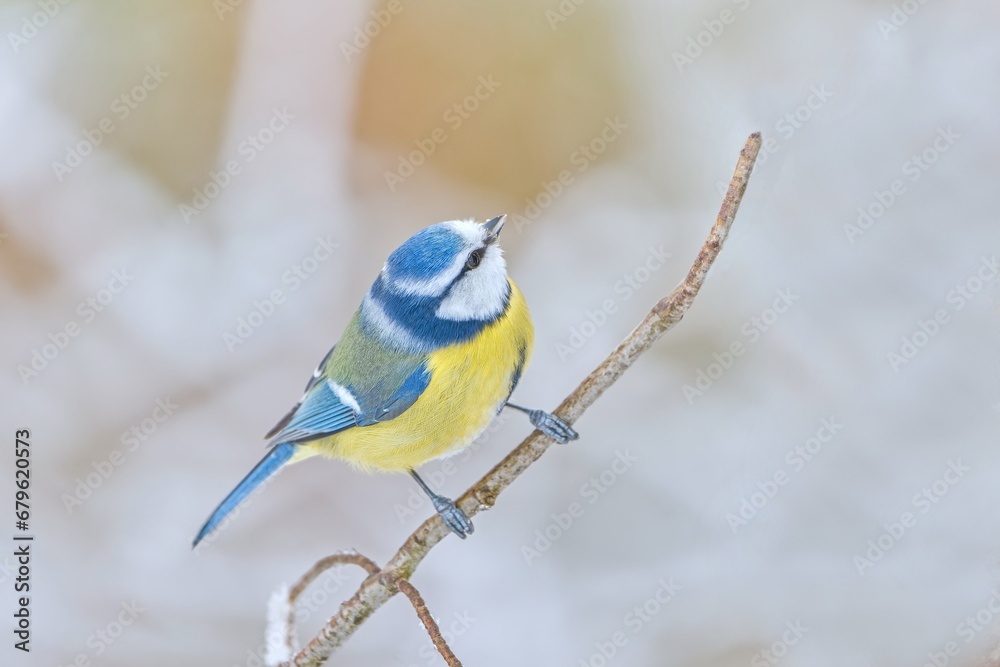 Obraz premium A cute blue tit sitting on the branch. Winter scene with a blue tit. Cyanistes caeruleus