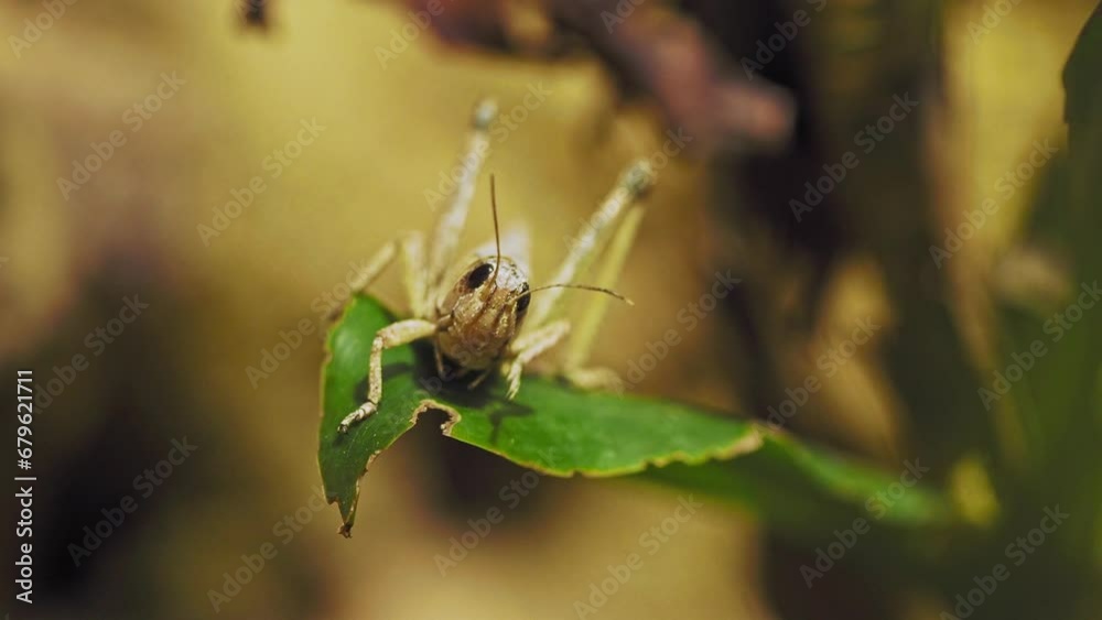Locust on a leaf performs a cleaning Locust on a leaf performs a cleaning