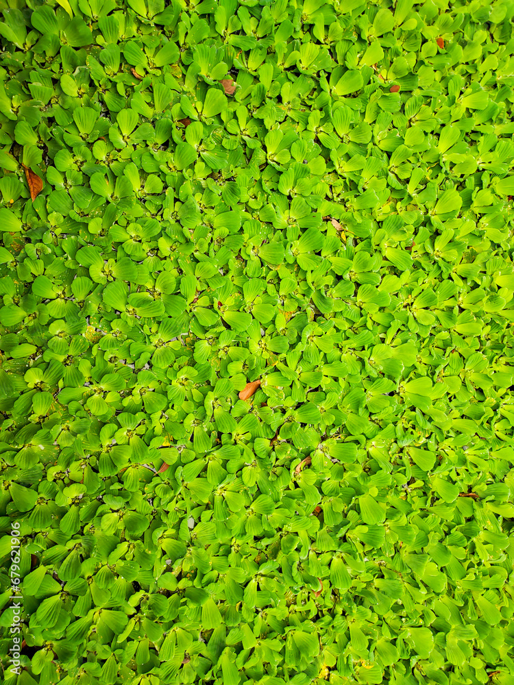 The whole pond is full of hibiscus, and the background of hibiscus is full of mystery. Water lettuce. The whole pond is full of hibiscus, and the background of hibiscus is full of mystery. Water lettuce.