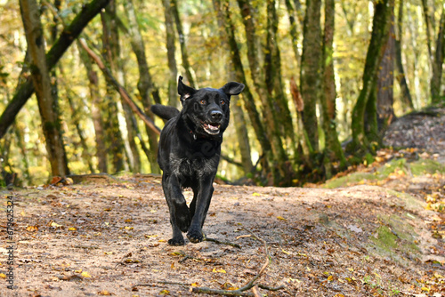 Front view of an happy running black labrador retriever dog in an autumn forest called "La Beffe" near Lyon in France.