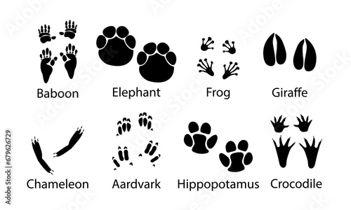 African animals paw prints, vector illustration different wild animals footprints black on white illustration. Baboon elephant ,frog ,giraffe ,chameleon ,aardvark, hippopotamus and crocodile .