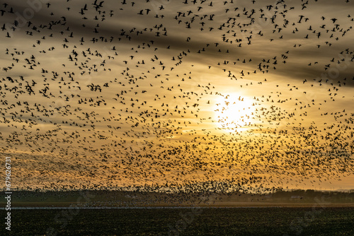 Flock of snow geese in a field at sunset photo