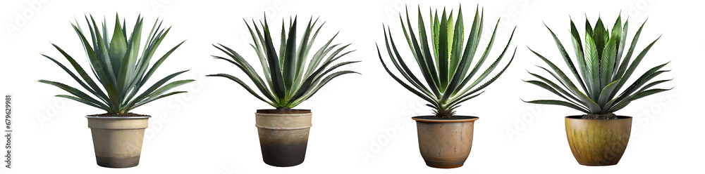 collection of small indoor plants , various cactus ,agave ,Aloe Vera or succulent plants in mud pots. isolated on white or transparent PNG. home indoor design,
collection of small indoor plants , various cactus ,agave ,Aloe Vera or succulent plants in mud pots. isolated on white or transparent PNG. home indoor design,
