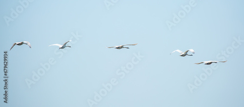 Flying swans in the blue sky. Waterfowl at the nesting site. A flock of swans walks on a blue lake. © Vera