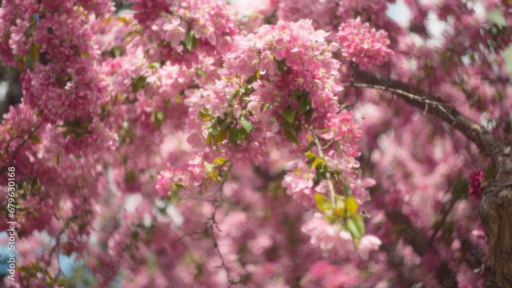 Japanese pink cherry tree blooming in spring. Slow motion, shallow depth of field. Japanese pink cherry tree blooming in spring. Slow motion, shallow depth of field.