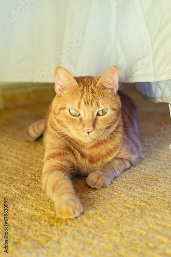 Fototapeta Naklejka Na Ścianę i Meble -  Beautiful orange cat with yellow green eyes resting on a rug carpet under the windows next to curtains. 