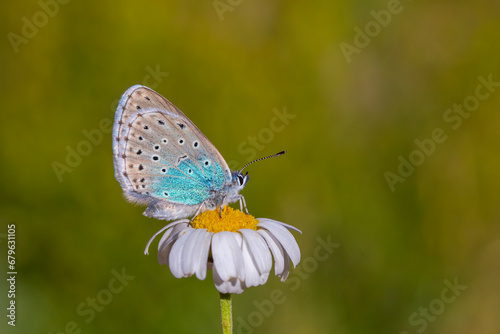 little blue butterfly perched on a daisy, Phengaris rebeli photo