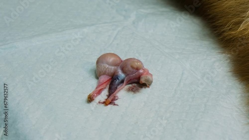 A dog's testicles lie on the operating table after a successful castration operation. Close-up. photo