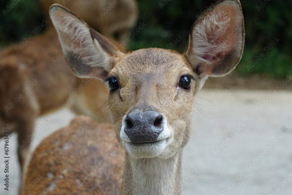 The Javan rusa (Rusa timorensis), or Sunda sambar is native to the Indonesian islands of Java, Bali and Timor. It is occupied in a habitat similar to that of the Chital of India The Javan rusa (Rusa timorensis), or Sunda sambar is native to the Indonesian islands of Java, Bali and Timor. It is occupied in a habitat similar to that of the Chital of India