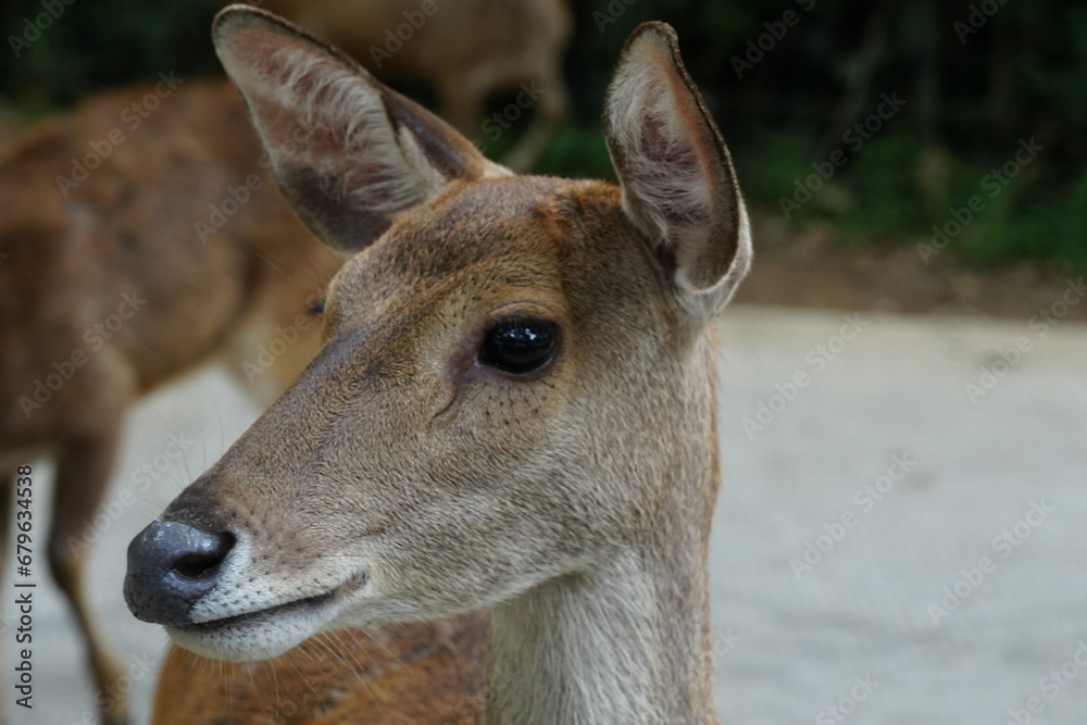 The Javan rusa (Rusa timorensis), or Sunda sambar is native to the Indonesian islands of Java, Bali and Timor. It is occupied in a habitat similar to that of the Chital of India
