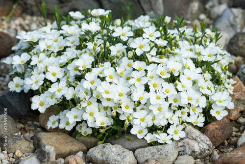 Berg-Sandkraut ( Arenaria montana )	
 photo