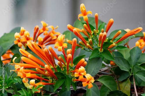 exotic flower