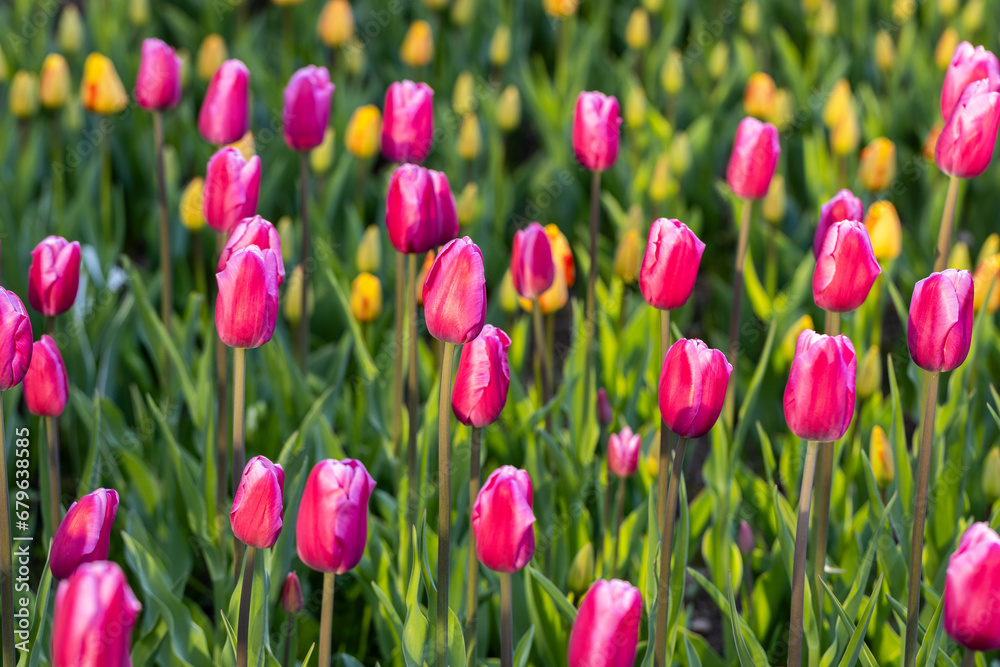 colorful tulip field with selective focus